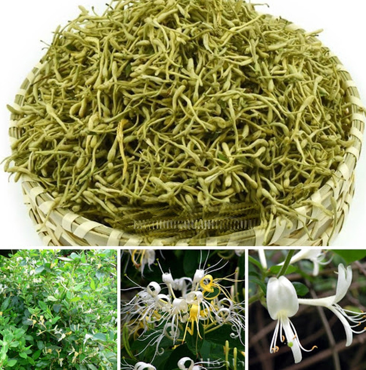 Bài thuốc trừ ho hóa đờm thanh phế khí 